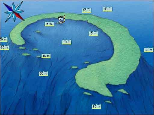 Dolphin Reef
