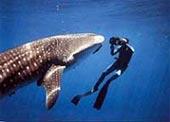  (Ningaloo Reef)