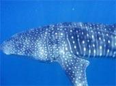  (Ningaloo Reef)