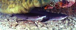 Shark Point