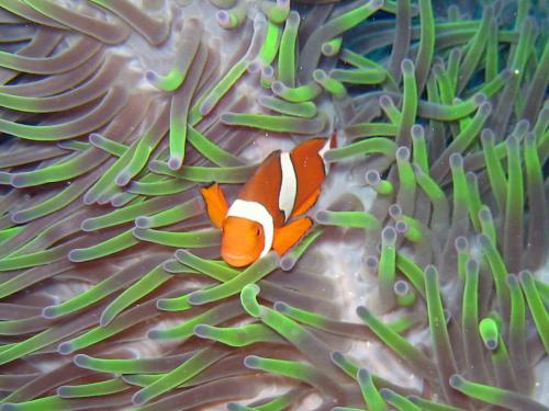 Nemo in anemonus