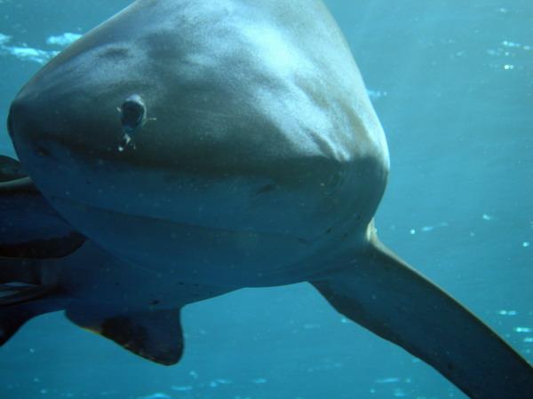 05  . (Oceanic white-tip shark)