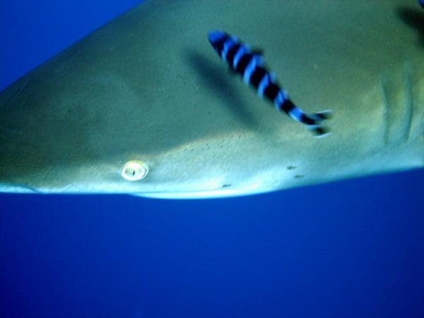 07  . (Oceanic white-tip shark)