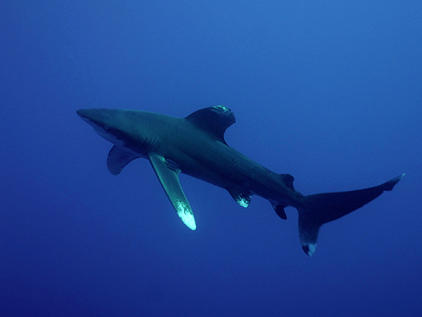  . (Oceanic white-tip shark)