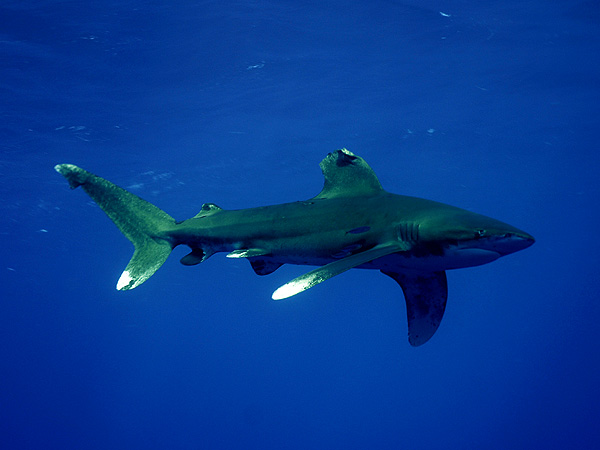  . (Oceanic white-tip shark)
