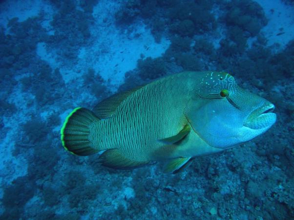   Yolanda Reef