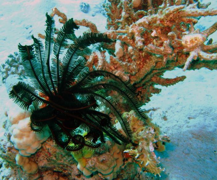 Sawtoothed feather star