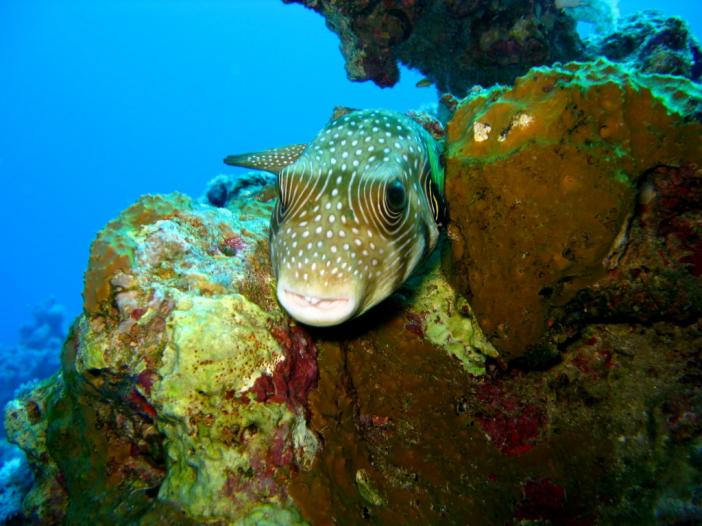 Whitespotted puffer