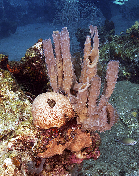 Доминиканские кораллы