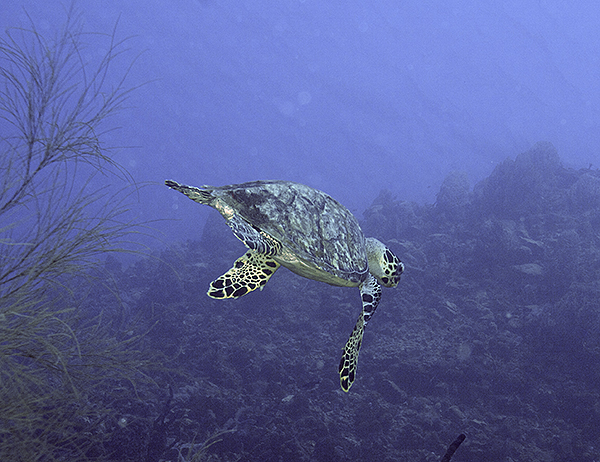 Карибские черепахи