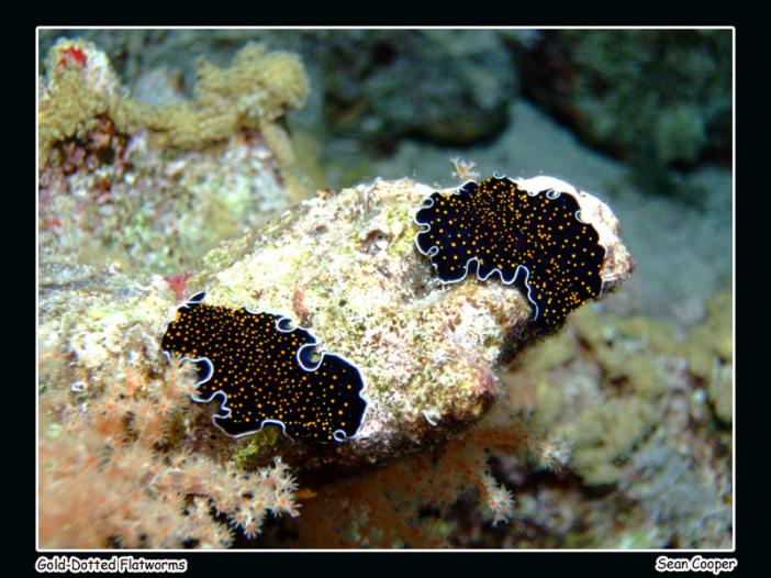gold-dotted-flatworms