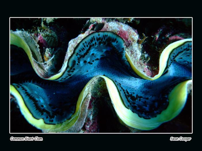 giant-clam