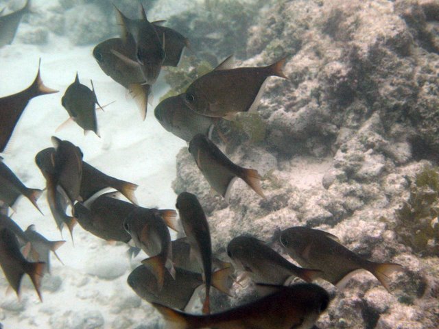    / Seychelles