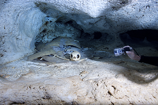 ��������, ���� 2009