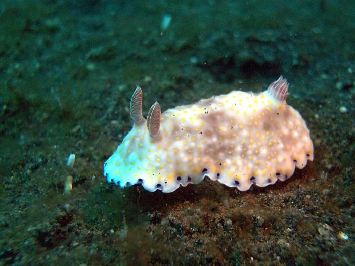 Chromodoris aureopurpurea