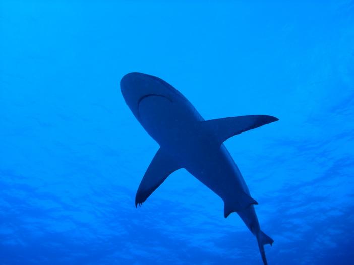 Gray Reef Shark 5