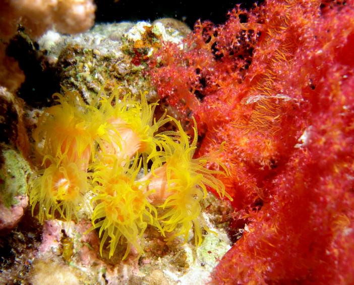 КораллыTubastrea и Dendronephthya