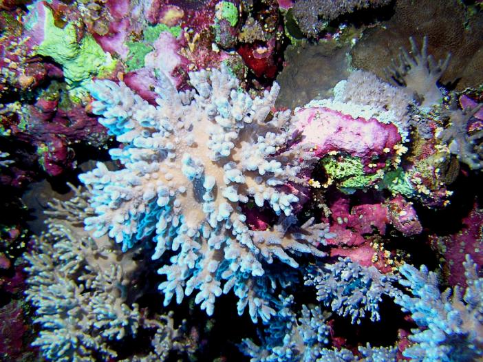 Куст коралла