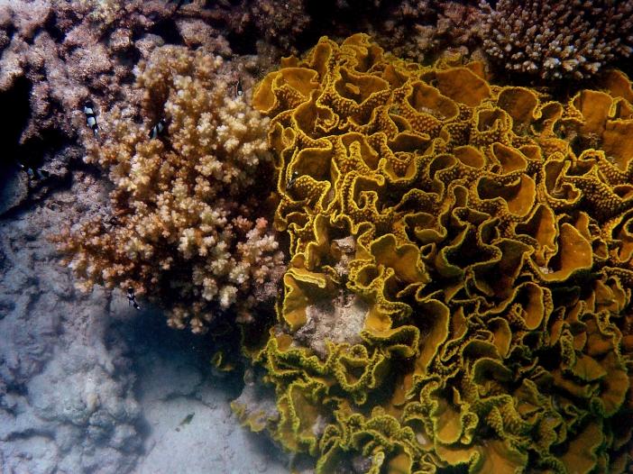 кораллы