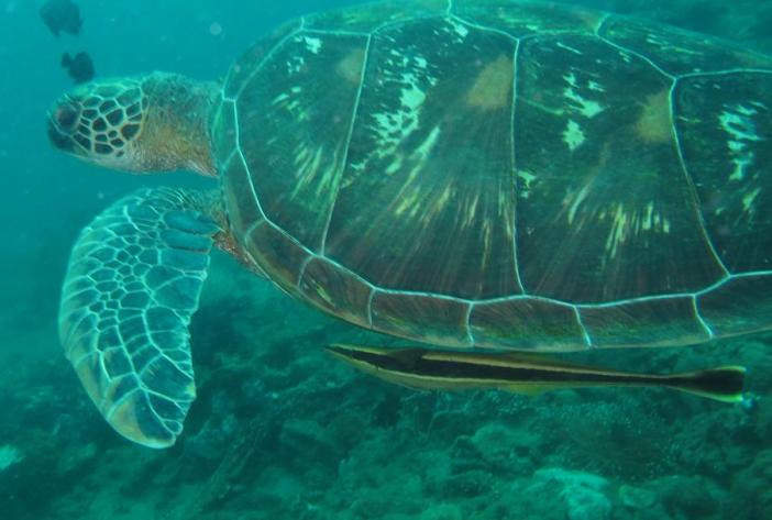 Eldorado house reef