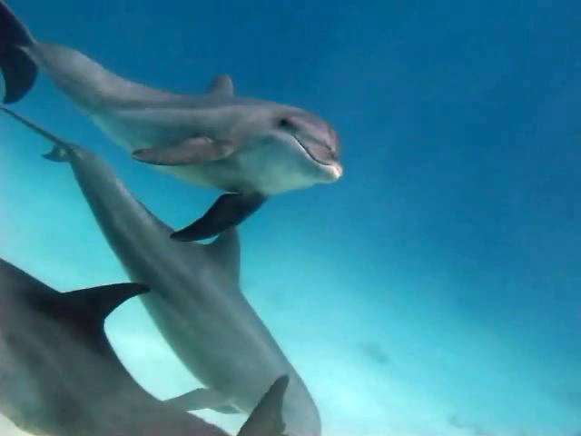 Дельфины!
