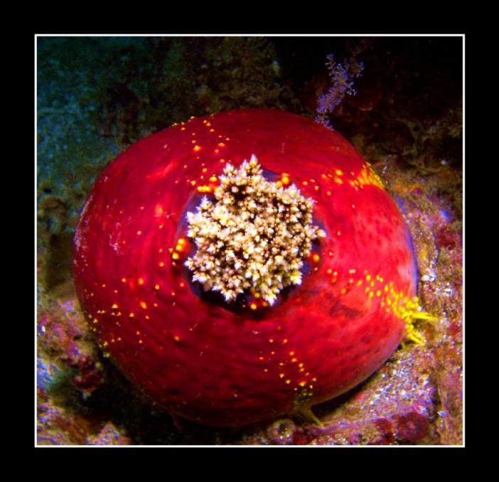 sea cucumber