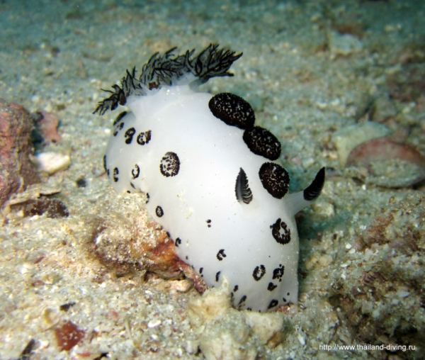 Nudibranch @ Twins / Koh Tao