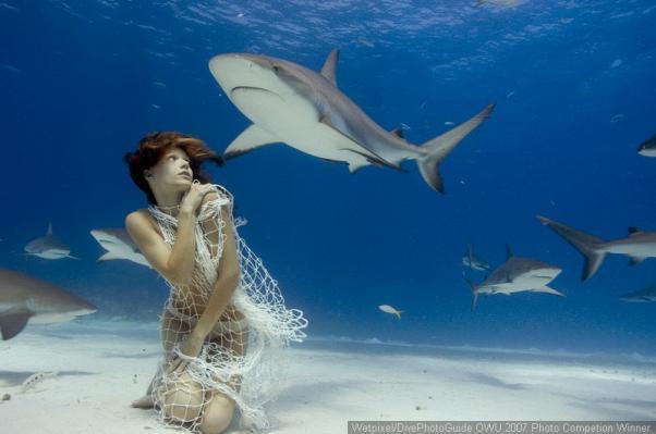  . Shark Dreams.