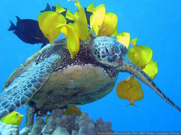  . Green Sea turtle