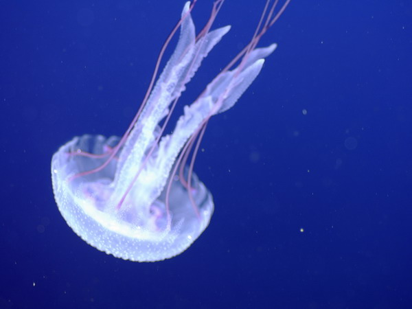 Медуза. Jellyfish