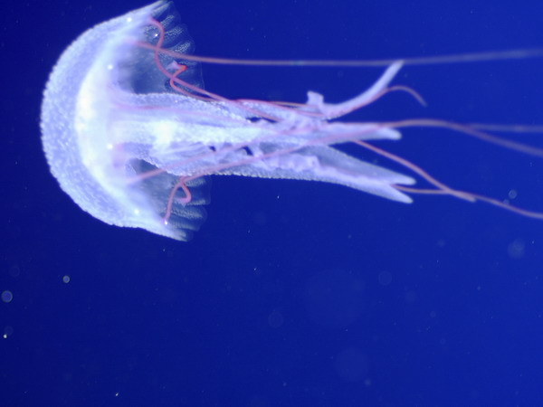 . Jellyfish