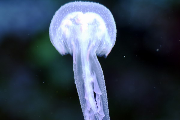. Jellyfish