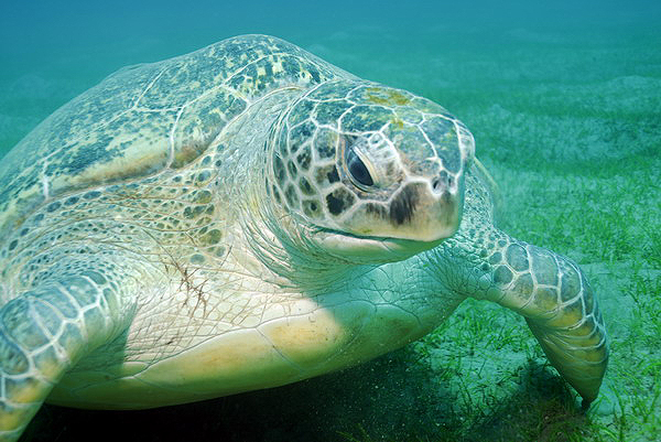  . Green Turtle