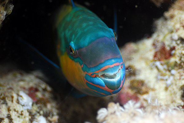 -. Bullethead parrotfish