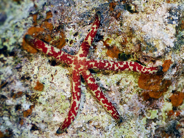  . Leach's sea star