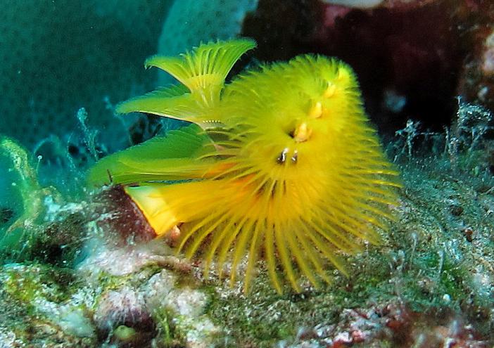 Christmas tree worm