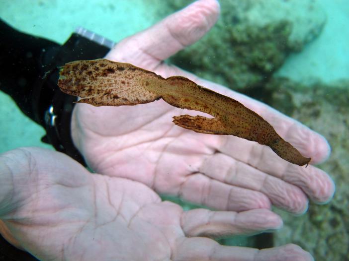 Ghost pipe fish -     ?