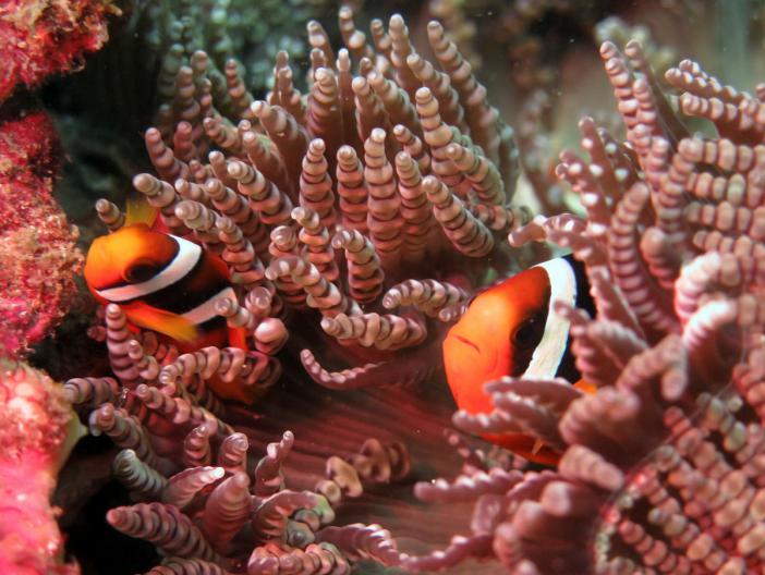    -    http://www.acdcdivingphuket.com/