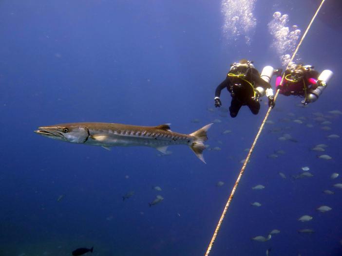     -    http://www.acdcdivingphuket.com/
