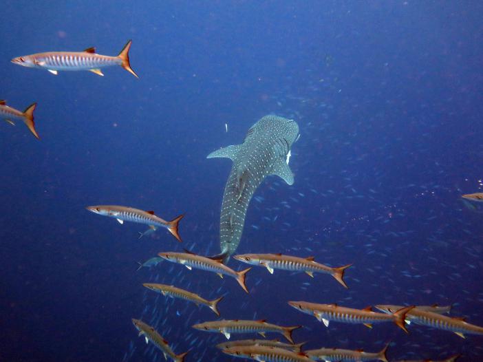     -    http://www.acdcdivingphuket.com/