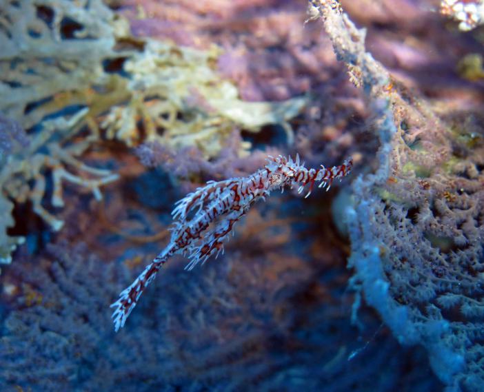    -    http://www.acdcdivingphuket.com/