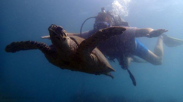 Hawksbill Turtle