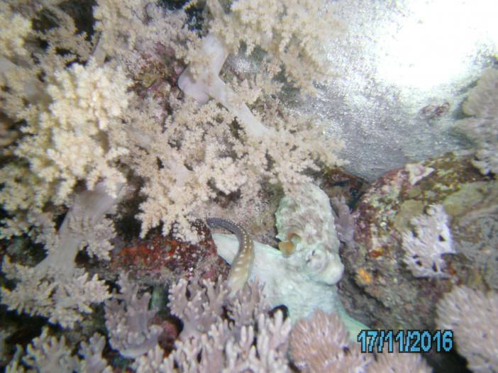 осьминог принял цвет мягких кораллов