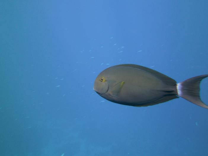 ׸ . Acanthurus gachhm