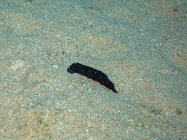 Иссиня-черная хелидонура. (Red Sea chelidonura)