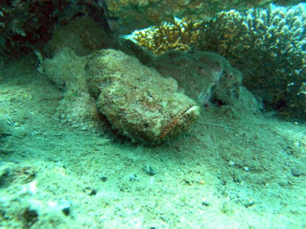 false stone fish