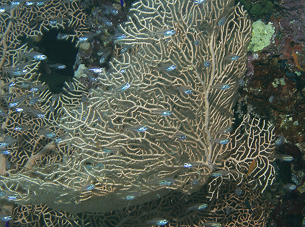    2007
