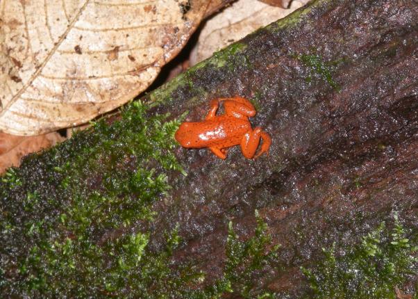 Dendrobates