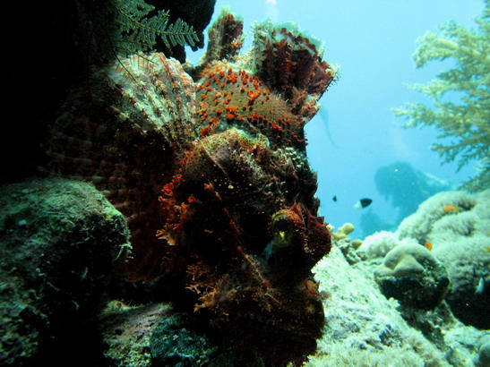 Scorpionfish