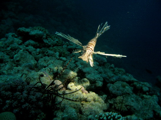 Lionfish